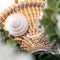 Kolibri Company | Gift set Christmas silver | Plantenset met witte Phalaenopsis Orchidee en Succulenten incl. keramieken sierpotten