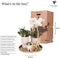 Kolibri Company | Gift set Luxury Living | Plantenset met witte Phalaenopsis Orchidee en Succulenten incl. keramieken sierpotten -
