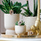 Kolibri Company | Gift set Luxury Living | Plantenset met witte Phalaenopsis Orchidee en Succulenten incl. keramieken sierpotten -