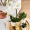 Kolibri Company | Gift set Luxury Living | Plantenset met witte Phalaenopsis Orchidee en Succulenten incl. keramieken sierpotten -