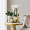 Kolibri Company | Gift set Luxury Living | Plantenset met witte Phalaenopsis Orchidee en Succulenten incl. keramieken sierpotten -