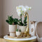 Kolibri Company | Gift set Luxury Living | Plantenset met witte Phalaenopsis Orchidee en Succulenten incl. keramieken sierpotten -