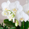 Kolibri Company | Gift set Luxury Living | Plantenset met witte Phalaenopsis Orchidee en Succulenten incl. keramieken sierpotten -
