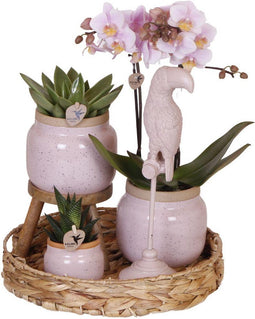 Kolibri Company | Gift set Romantic| Plantenset met roze Phalaenopsis Orchidee en Succulenten incl. keramieken sierpotten -