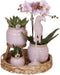 Kolibri Company | Gift set Romantic| Plantenset met roze Phalaenopsis Orchidee en Succulenten incl. keramieken sierpotten -