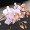 Kolibri Company | Gift set Romantic| Plantenset met roze Phalaenopsis Orchidee en Succulenten incl. keramieken sierpotten -
