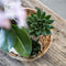 Kolibri Company | Gift set Romantic| Plantenset met roze Phalaenopsis Orchidee en Succulenten incl. keramieken sierpotten -