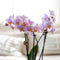 Kolibri Company | Gift set Romantic| Plantenset met roze Phalaenopsis Orchidee en Succulenten incl. keramieken sierpotten -