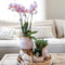 Kolibri Company | Gift set Romantic| Plantenset met roze Phalaenopsis Orchidee en Succulenten incl. keramieken sierpotten -