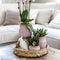 Kolibri Company | Gift set Romantic| Plantenset met roze Phalaenopsis Orchidee en Succulenten incl. keramieken sierpotten -