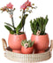 Kolibri Company | Gift set Scandic terracotta | Plantenset met oranje Phalaenopsis Orchidee en Succulenten incl. keramieken sierpotten