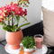 Kolibri Company | Gift set Scandic terracotta | Plantenset met oranje Phalaenopsis Orchidee en Succulenten incl. keramieken sierpotten