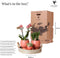 Kolibri Company | Gift set Scandic terracotta | Plantenset met oranje Phalaenopsis Orchidee en Succulenten incl. keramieken sierpotten