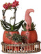 Kolibri Home | Complete Planten set Scandic terracotta op plate willow | Groene planten set met oranje Phalaenopsis Orchidee en Succulenten incl. keramieken sierpotten