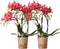 Kolibri Orchids | COMBI DEAL van 2 rode Phalaenopsis orchideeën - Congo - potmaat Ø9cm bloeiende kamerplant - vers van de kweker