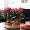 Kolibri Orchids | COMBI DEAL van 2 rode Phalaenopsis orchideeën - Congo - potmaat Ø9cm bloeiende kamerplant - vers van de kweker