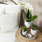 Kolibri Orchids | Complete plantenset Face-2-Face wit | Groene planten met witte Phalaenopsis orchidee in Scandic wit sierpot en Face-2-Face witte sierpotten incl. accessoires