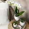 Kolibri Orchids | Complete plantenset Face-2-Face wit | Groene planten met witte Phalaenopsis orchidee in Scandic wit sierpot en Face-2-Face witte sierpotten incl. accessoires