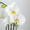 Kolibri Orchids | Complete plantenset Face-2-Face wit | Groene planten met witte Phalaenopsis orchidee in Scandic wit sierpot en Face-2-Face witte sierpotten incl. accessoires