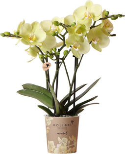 Kolibri Orchids | gele Phalaenopsis orchidee - Mexico - potmaat Ø9cm | bloeiende kamerplant - vers van de kweker