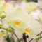 Kolibri Orchids | gele Phalaenopsis orchidee - Mexico - potmaat Ø9cm | bloeiende kamerplant - vers van de kweker