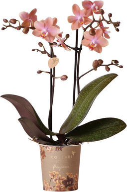 Kolibri Orchids | Geurende phalaenopsis orchidee - Fragrance salmon - potmaat Ø9cm | bloeiende kamerplant - vers van de kweker
