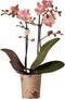 Kolibri Orchids | Geurende phalaenopsis orchidee - Fragrance salmon - potmaat Ø9cm | bloeiende kamerplant - vers van de kweker