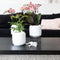 Kolibri Orchids | Geurende phalaenopsis orchidee - Fragrance salmon - potmaat Ø9cm | bloeiende kamerplant - vers van de kweker