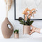 Kolibri Orchids | Geurende phalaenopsis orchidee - Fragrance salmon - potmaat Ø9cm | bloeiende kamerplant - vers van de kweker