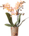 Kolibri Orchids | Geurende phalaenopsis orchidee - Fragrance salmon - potmaat Ø9cm | bloeiende kamerplant - vers van de kweker