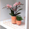 Kolibri Orchids | Geurende phalaenopsis orchidee - Fragrance salmon - potmaat Ø9cm | bloeiende kamerplant - vers van de kweker