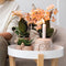Kolibri Orchids | Geurende phalaenopsis orchidee - Fragrance salmon - potmaat Ø9cm | bloeiende kamerplant - vers van de kweker