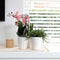 Kolibri Orchids | Geurende phalaenopsis orchidee - Fragrance salmon - potmaat Ø9cm | bloeiende kamerplant - vers van de kweker