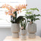 Kolibri Orchids | Geurende phalaenopsis orchidee - Fragrance salmon - potmaat Ø9cm | bloeiende kamerplant - vers van de kweker