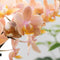 Kolibri Orchids | Geurende phalaenopsis orchidee - Fragrance salmon - potmaat Ø9cm | bloeiende kamerplant - vers van de kweker