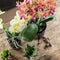 Kolibri Orchids | oranje geurende Phalaenopsis orchidee - Fragrance orange - potmaat Ø12cm | bloeiende kamerplant - vers van de kweker