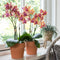 Kolibri Orchids | oranje geurende Phalaenopsis orchidee - Fragrance orange - potmaat Ø12cm | bloeiende kamerplant - vers van de kweker
