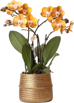 Kolibri Orchids | Oranje Phalaenopsis orchidee Las Vegas in gouden Groove sierpot - Ø12cm