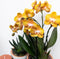 Kolibri Orchids | Oranje Phalaenopsis orchidee Las Vegas in gouden Groove sierpot - Ø12cm