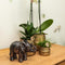 Kolibri Orchids | Oranje Phalaenopsis orchidee Las Vegas in gouden Groove sierpot - Ø12cm