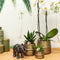 Kolibri Orchids | Oranje Phalaenopsis orchidee Las Vegas in gouden Groove sierpot - Ø12cm
