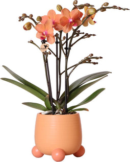 Kolibri Orchids | Oranje Phalaenopsis orchidee - Mineral Bolzano + Rolling peach - potmaat Ø9cm | bloeiende kamerplant - vers van de kweker -