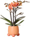 Kolibri Orchids | Oranje Phalaenopsis orchidee - Mineral Bolzano + Rolling peach - potmaat Ø9cm | bloeiende kamerplant - vers van de kweker -