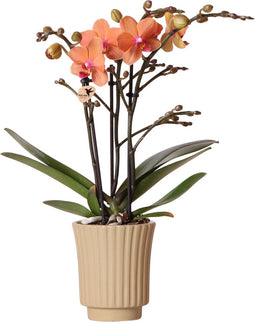 Kolibri Orchids | Oranje Phalaenopsis orchidee - Mineral Bolzano + Retro khaki - potmaat Ø9cm | bloeiende kamerplant - vers van de kweker -