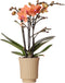 Kolibri Orchids | Oranje Phalaenopsis orchidee - Mineral Bolzano + Retro khaki - potmaat Ø9cm | bloeiende kamerplant - vers van de kweker -