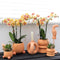 Kolibri Orchids | Oranje Phalaenopsis orchidee - Mineral Bolzano + Rolling peach - potmaat Ø9cm | bloeiende kamerplant - vers van de kweker -