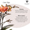 Kolibri Orchids | Oranje Phalaenopsis orchidee - Mineral Bolzano - potmaat Ø9cm | bloeiende kamerplant - vers van de kweker