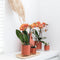 Kolibri Orchids | Oranje Phalaenopsis orchidee - Mineral Bolzano - potmaat Ø9cm | bloeiende kamerplant - vers van de kweker