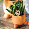Kolibri Orchids | Oranje Phalaenopsis orchidee - Mineral Bolzano + Rolling peach - potmaat Ø9cm | bloeiende kamerplant - vers van de kweker -
