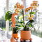 Kolibri Orchids | Oranje Phalaenopsis orchidee - Mineral Bolzano + Rolling peach - potmaat Ø9cm | bloeiende kamerplant - vers van de kweker -